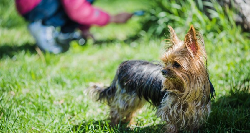 Armonía: la elevada experiencia de vivir cerca de un parque  
